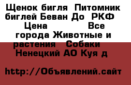 Щенок бигля. Питомник биглей Беван-До (РКФ) › Цена ­ 20 000 - Все города Животные и растения » Собаки   . Ненецкий АО,Куя д.